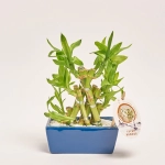 Зображення товару Бамбук Лакі в кераміці плетений, артикул: 56040