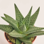 Зображення товару Хавортія мікс, артикул: 30142