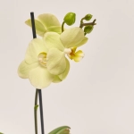 Зображення товару Фаленопсис міні 1ст. в кер., артикул: 50231