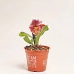 Зображення товару Пафіопеділум Америка, артикул: 32517