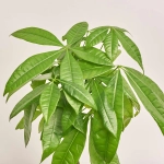 Зображення товару Пахіра Акватіка, артикул: 31699