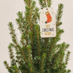 Зображення товару Ялина Перфекта Декор, артикул: 54119