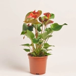 Зображення товару Антуріум мікс, артикул: 56719