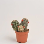 Зображення товару Кактус з квітами, артикул: 53634