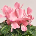 Зображення товару Цикламен Супер Мамос, артикул: 21951