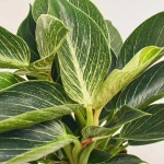 Зображення товару Філодендрон Біркін, артикул: 34059