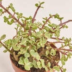 Зображення товару Сукулент мікс, артикул: 2084