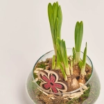 Зображення товару Композиція Нарцис у склі, артикул: 54986