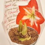 Зображення товару Амариліс мікс, артикул: 3601