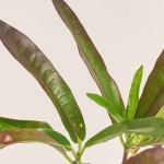 Зображення товару Кодіум Мікс, артикул: 52078