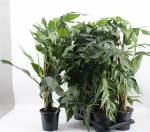 Зображення товару Епіпремнум Балтик Блу, артикул: 53328