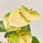 Зображення товару Антуріум Ваніла, артикул: 55603