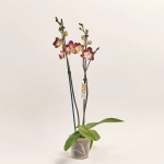 Зображення товару Фаленопсис "Клементін" 2ст., артикул: 52010