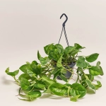 Зображення товару Епіпремнум Глобал Грін, артикул: 54806