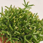 Зображення товару Рипсаліс мікс "Фейс", артикул: 55301