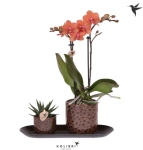 Зображення товару Сет "Смол Леопард" Колібрі, артикул: 56414