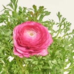 Зображення товару Ранункулус рожевий, артикул: 56413