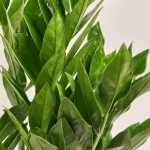 Зображення товару Заміокулькас Піксі 5ст., артикул: 52728