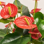 Зображення товару Антуріум Тремендо, артикул: 52045