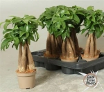 Зображення товару Пахіра Акватіка, артикул: 53275