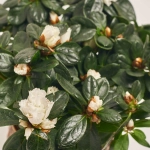 Зображення товару Азалія та Кашпо Сет 224, артикул: 53836