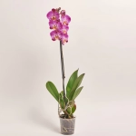 Зображення товару Фаленопсис 1ст. мікс, артикул: 18850