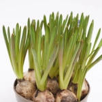 Зображення товару Мускарі Арменікум, артикул: 55868