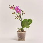 Зображення товару Фаленопсис міні 1ст. мікс, артикул: 55300