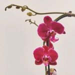 Зображення товару Фаленопсис каскад 1ст. бордовий, артикул: 21756