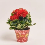 Зображення товару Бегонія Грейс, артикул: 41564