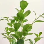 Зображення товару Фікус мікрокарпа Моклейм, артикул: 51624