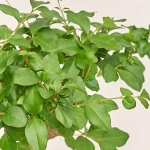 Зображення товару Бонсай в кер., артикул: 30212