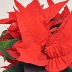 Зображення товару Пуансетія Преміум Ред, артикул: 22714