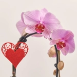 Зображення товару Фаленопсис каскад 1ст. мікс в кер., артикул: 55295