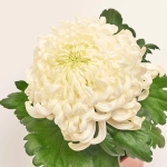 Зображення товару Хризантема Вієнна Купер, артикул: 50818