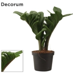 Зображення товару Заміокулькас Зензі 4ст., артикул: 50509