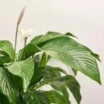 Зображення товару Спатифіллум Світ Лауретта, артикул: 1404