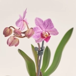 Зображення товару Фаленопсис міні 1ст. в кер., артикул: 50231