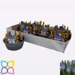 Зображення товару Мускарі Біг Смайл, артикул: 56944