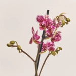 Зображення товару Фаленопсис мультифлора 2ст. мікс в кер., артикул: 53068