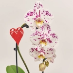 Зображення товару Фаленопсис каскад 1ст. мікс в кер., артикул: 55295