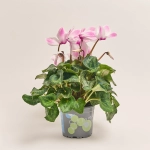 Зображення товару Цикламен XL мікс, артикул: 24014