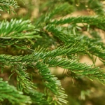 Зображення товару Ялиця Нордмана, артикул: 54113