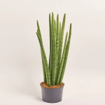 Зображення товару Сансевієрія Циліндріка, артикул: 52383