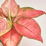 Зображення товару Аглаонема Рубі Лав, артикул: 50959