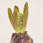 Зображення товару Гіацинт Блу Стар, артикул: 55437