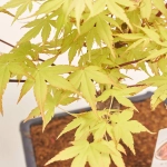 Зображення товару Бонсай в кер., артикул: 17924