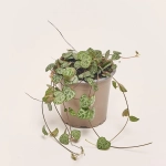 Зображення товару Церопегія Вуд Сільвер Глорі, артикул: 47744