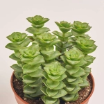 Зображення товару Красула Пер, артикул: 31739