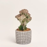 Зображення товару Еуфорбія Крістата мікс в кер., артикул: 35951